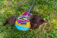 Load image into Gallery viewer, Wanderer Dog Pack (1-piece)