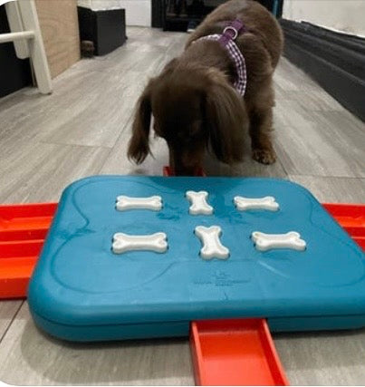 Understanding Intact Dogs