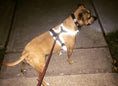 Load image into Gallery viewer, Headlight Harness, Dog Harness with Built In LED Light
