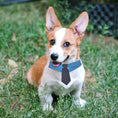Load image into Gallery viewer, Durable Pet Collar Adjustable Denim Pet Collar With Star Pattern Dog Necktie For Holiday Weddings Formal Events For Dogs
